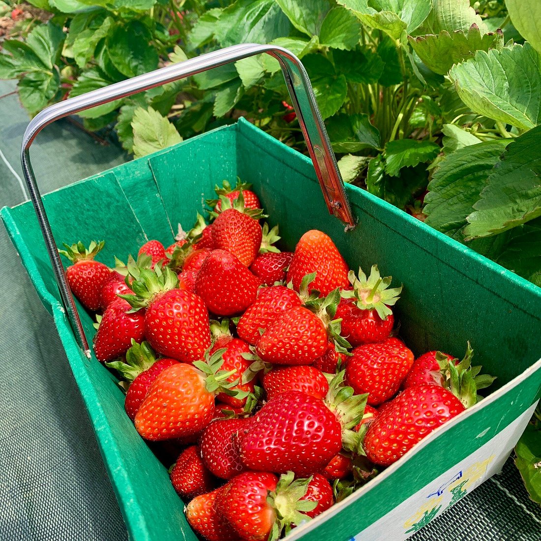 Cueillette de fruits et légumes en périphérie de Paris