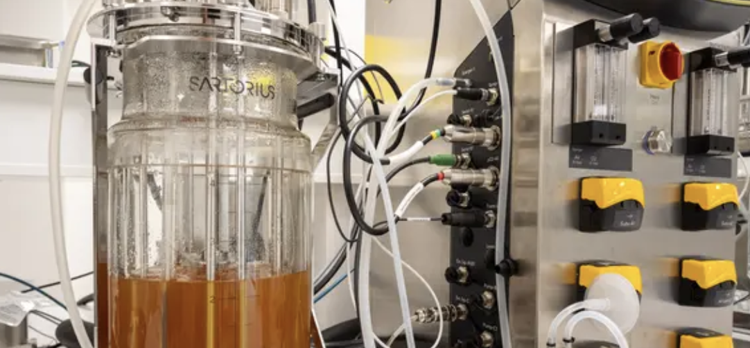Ferments et bocaux en cuisine